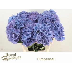 HYDR M CH PIMPERNEL