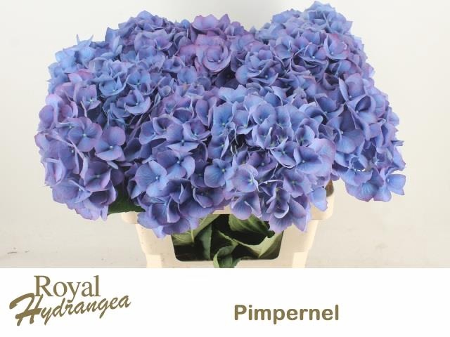 <h4>HYDR M CH PIMPERNEL</h4>