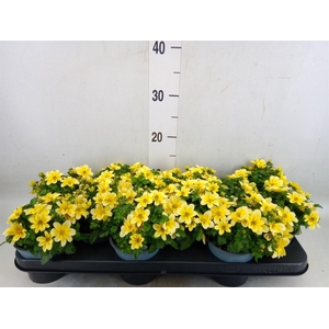 Bidens  'Goldstrike'