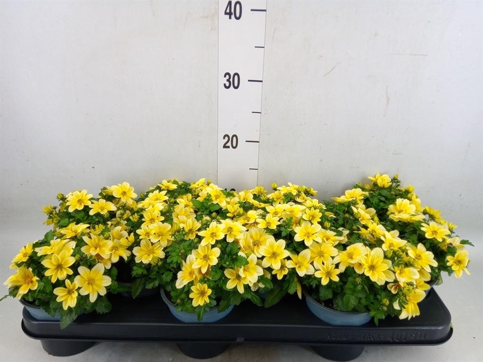 <h4>Bidens  'Goldstrike'</h4>