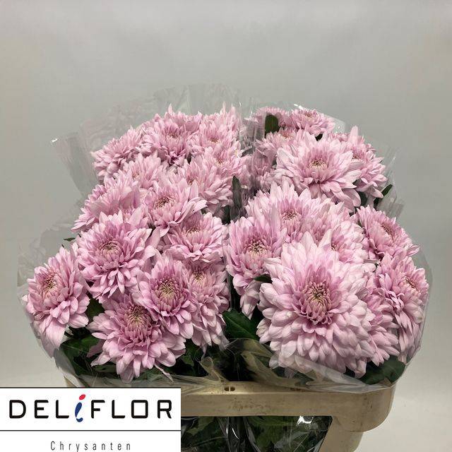 <h4>CHR G OV ROSA</h4>