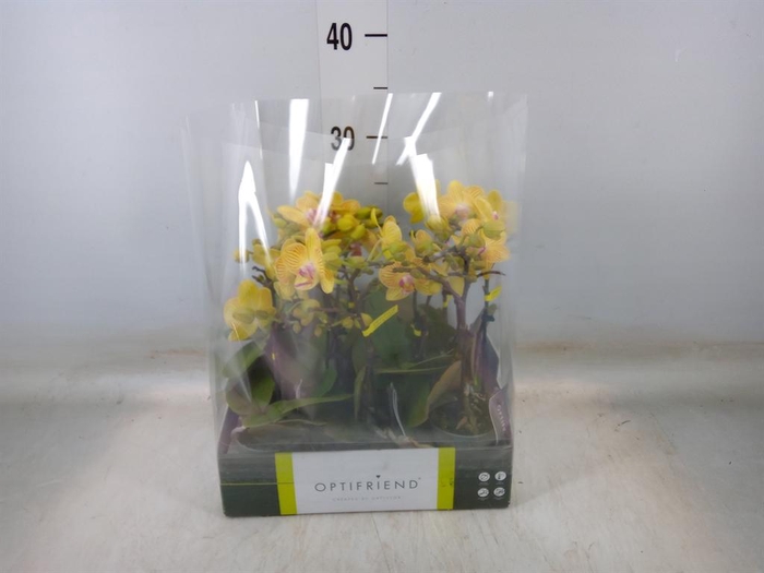 <h4>Phalaenopsis multi.   ...yellow</h4>