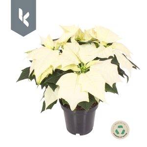 Poinsettia Alaska