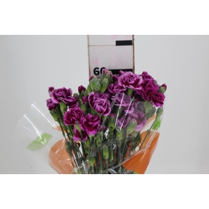CRAVO SPRAY PASO DOBLE 060 CM