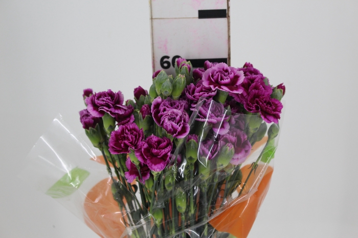 <h4>CRAVO SPRAY PASO DOBLE 060 CM</h4>