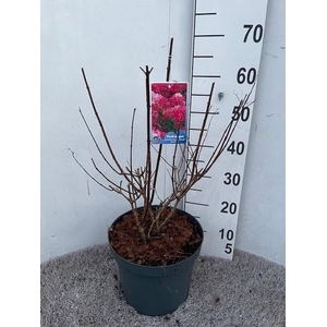 Hydrangea pan. Diamant Rouge 50-60 cm struik P26 C7,5