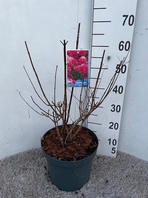 <h4>Hydrangea pan. Diamant Rouge 50-60 cm struik P26 C7,5</h4>