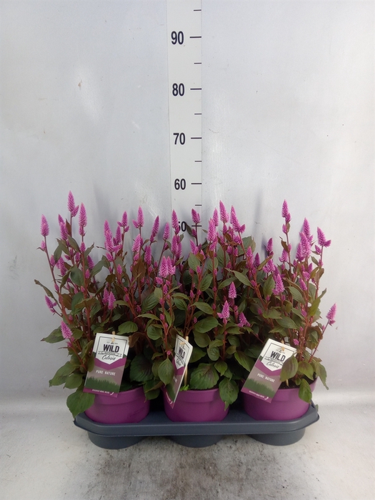 <h4>Celosia arg. SP 'Wild Pink'</h4>