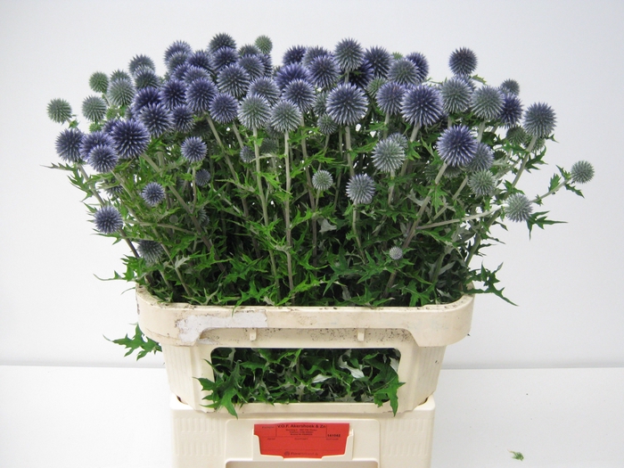 <h4>ECHIN BA BLUE GLOBE</h4>