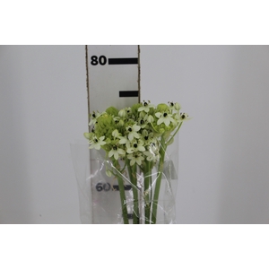 ORNITHOGALUM SAUNDERSIAE 070 CM