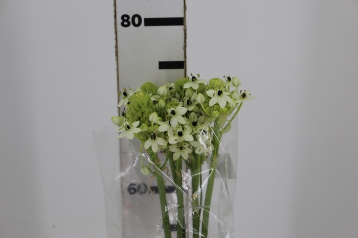 <h4>ORNITHOGALUM SAUNDERSIAE 070 CM</h4>