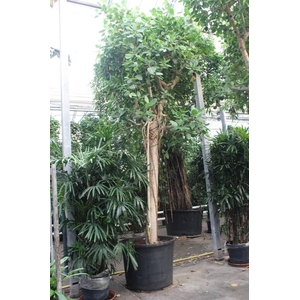 Ficus Benghalensis