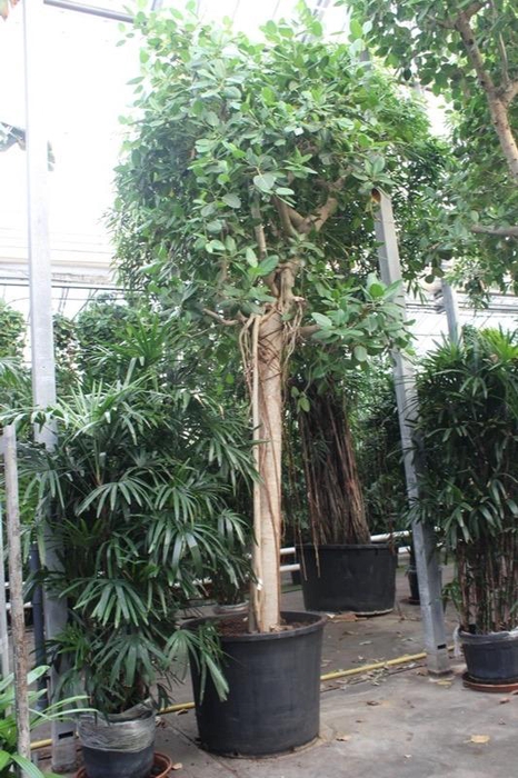 <h4>Ficus Benghalensis</h4>