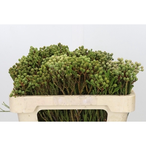 Kaaps Groen Abrotanum