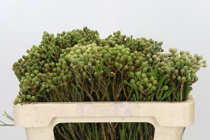 <h4>Kaaps Groen Abrotanum</h4>