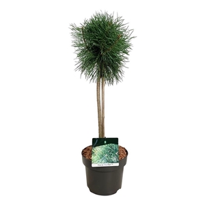 Pinus sylv. 'Blue Pearl' ®