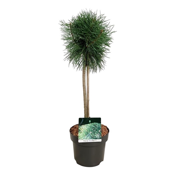 <h4>Pinus sylv. 'Blue Pearl' ®</h4>