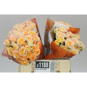 Rosa Tr Sweet Chablis