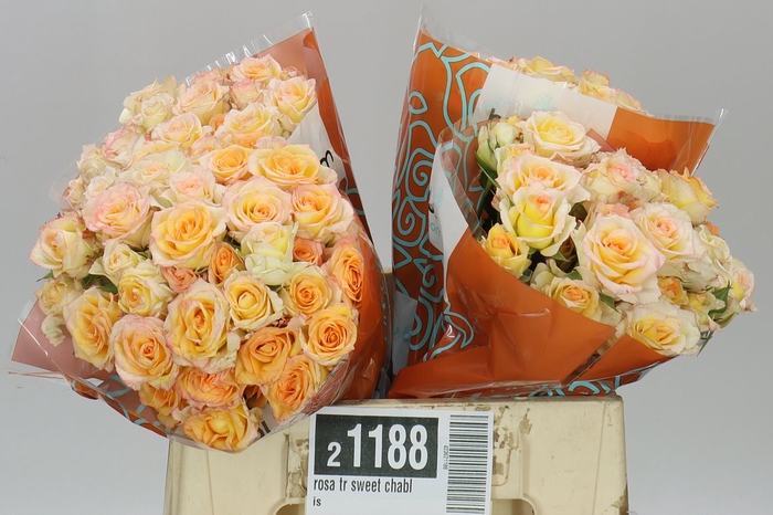 <h4>Rosa Tr Sweet Chablis</h4>