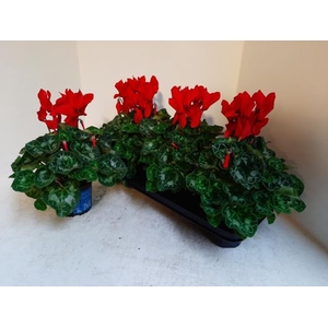 Cyclamen Super Serie XL 13Ø 30cm