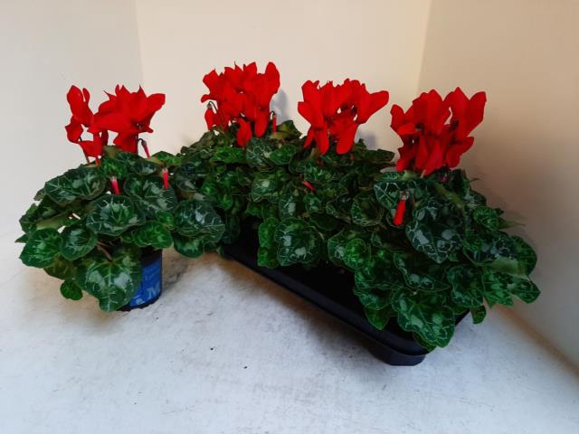 Cyclamen Super Serie XL 13Ø 30cm
