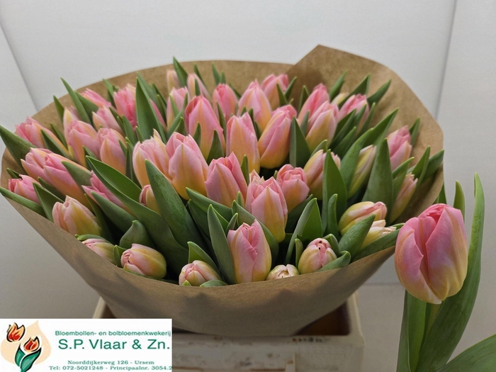 <h4>TU EN TOM POUCE</h4>