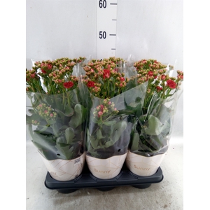 Kalanchoe  'Scarlet Red'