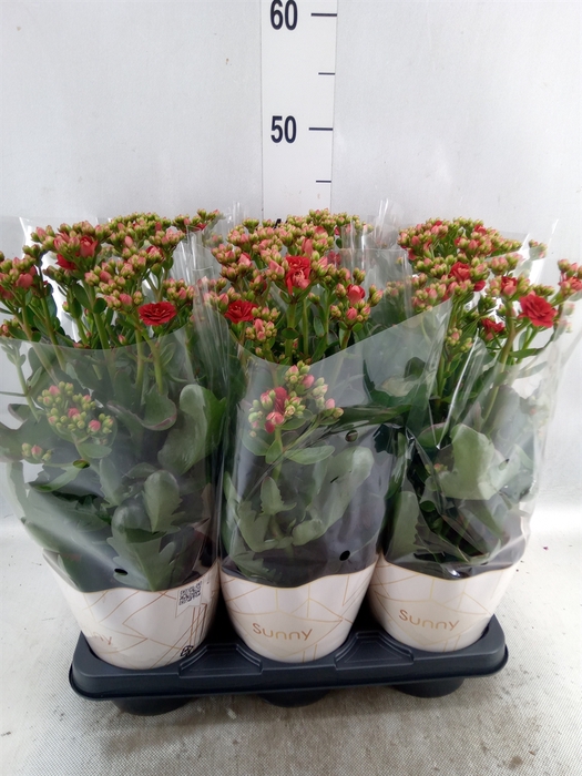 Kalanchoe  'Scarlet Red'