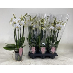 PHAL AN INVERNESS