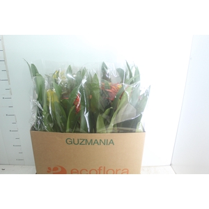 GUZMANIA VARIADA P14
