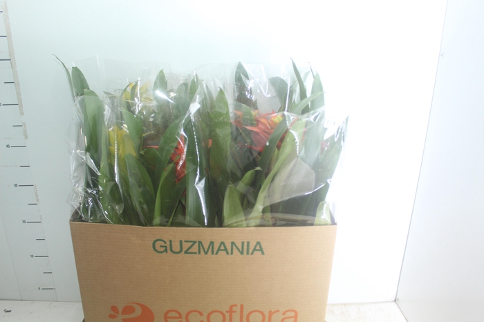 <h4>GUZMANIA VARIADA P14</h4>
