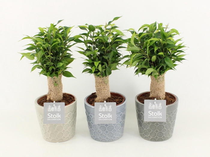 <h4>Ficus Benjamina Natasja in Gaia keramiek</h4>