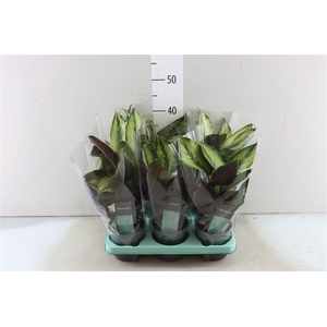 Calathea Princeps