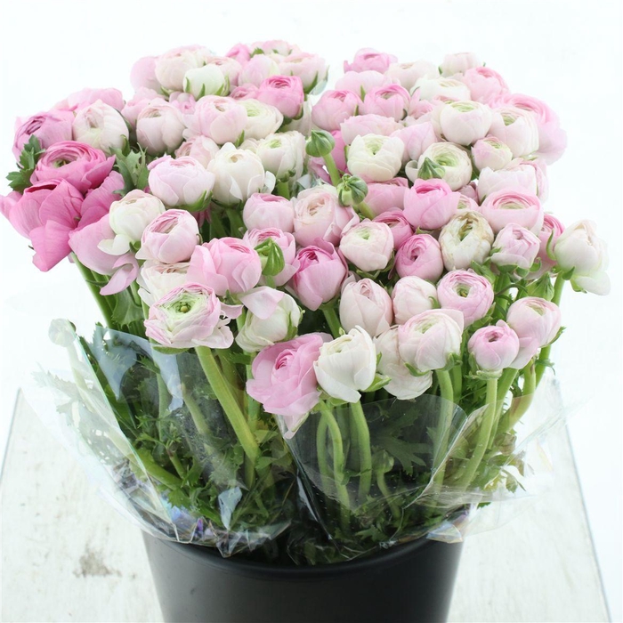 <h4>Ran El Soft Pink Extra</h4>