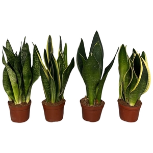 Sansevieria trif. overig