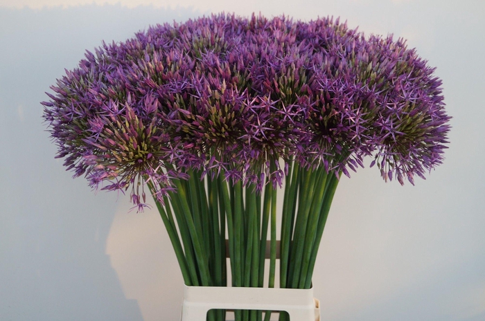 <h4>ALLIUM PURPLE RAIN</h4>