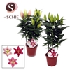 Oriental Roze 3pp