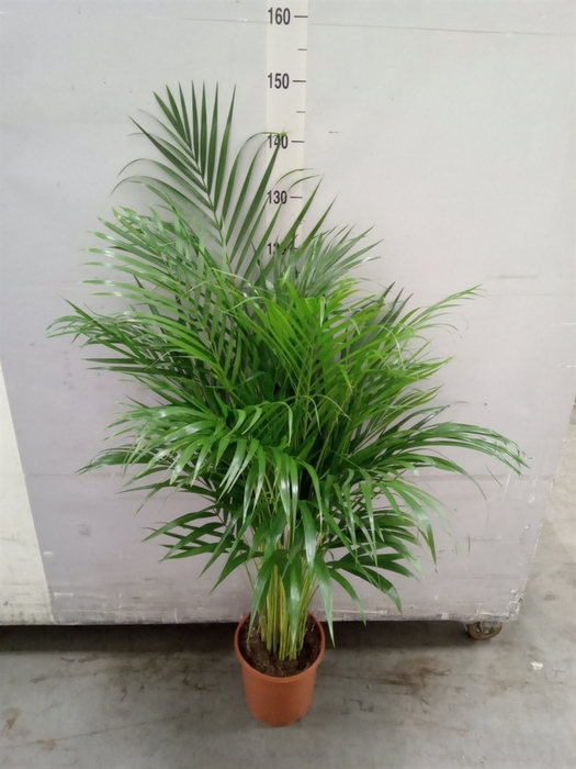 <h4>Dypsis lutescens   ...Chrysalidoca</h4>