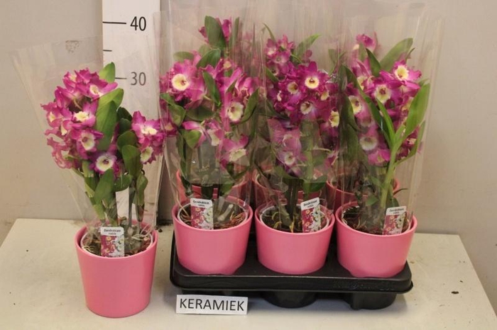 <h4>ARR KAMERPL BLOEI</h4>