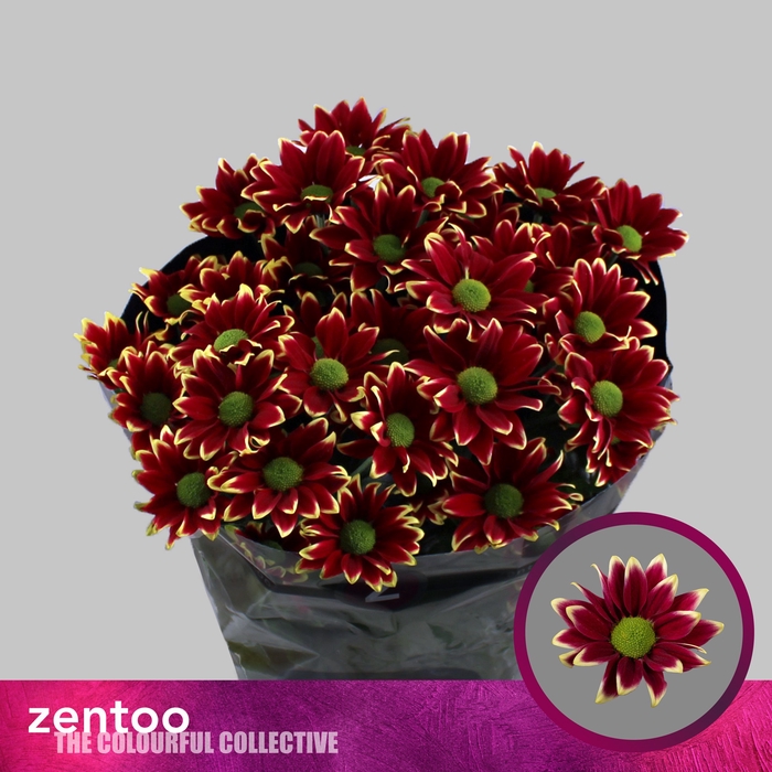 <h4>Chrys sp haydar yellow</h4>