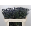 Eryngium Blue Dynamite