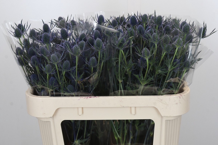 <h4>Eryngium Blue Dynamite</h4>