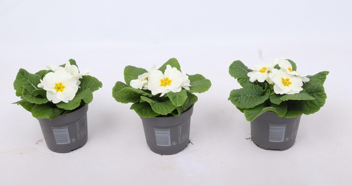 <h4>Primula Ac Op Kleur Wit</h4>