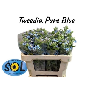 OXYPETALUM CO T PURE BLUE OXY CO TA