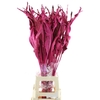 Dried Strelitzia Leafs Pink