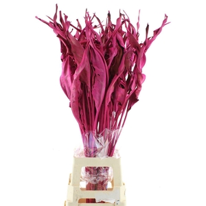 Dried Strelitzia Leafs Pink