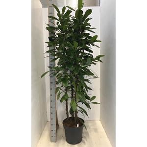 FICUS CYATHISTIPULA