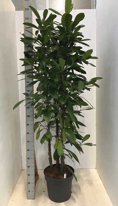 <h4>FICUS CYATHISTIPULA</h4>