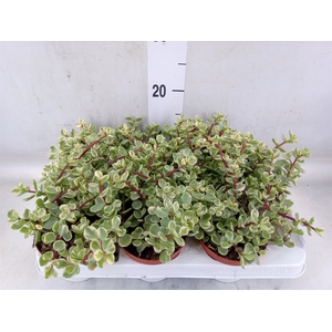 Portulacaria afra 'Variegata'