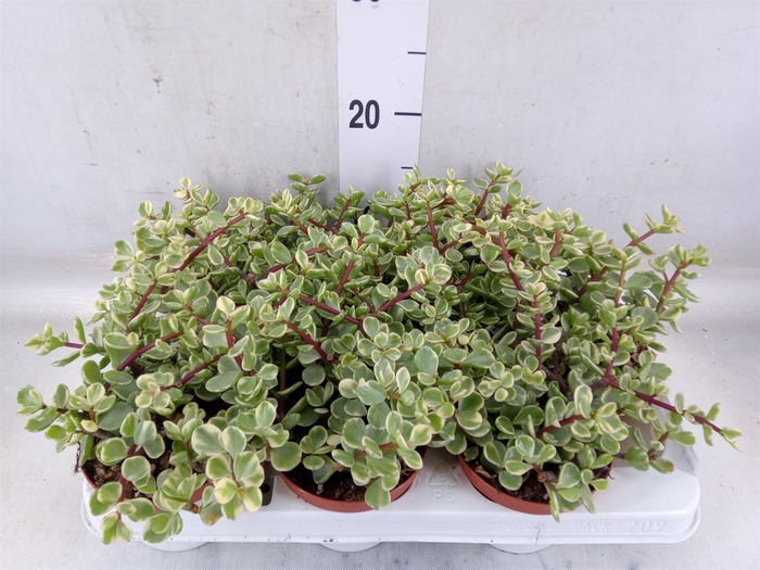 <h4>Portulacaria afra 'Variegata'</h4>